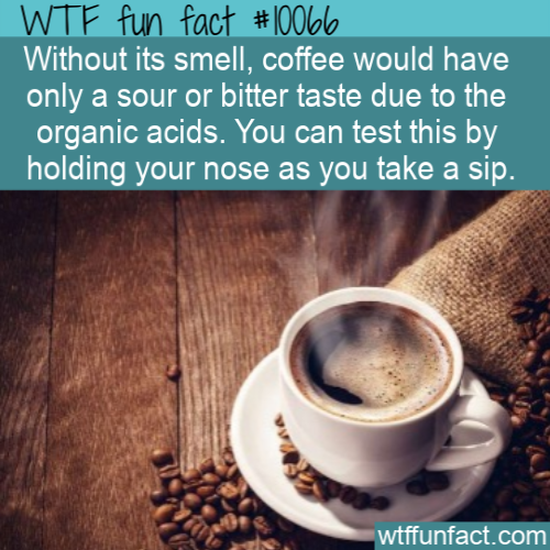 hot coffee - Wtf fun fact Without its smell, coffee would have only a sour or bitter taste due to the organic acids. You can test this by holding your nose as you take a sip. wtffunfact.com