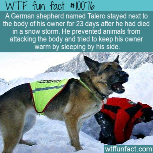 german shepherd named talero stayed next to the body of his owner for 23 days after he had died in a snow s - Wtf fun fact A German shepherd named Talero stayed next to the body of his owner for 23 days after he had died in a snow storm. He prevented anim
