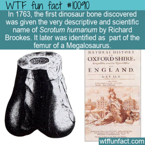 scrotum humanum - Wtf fun fact In 1763, the first dinosaur bone discovered was given the very descriptive and scientific name of Scrotum humanum by Richard Brookes. It later was identified as part of the femur of a Megalosaurus. Natural History Oxfordshir