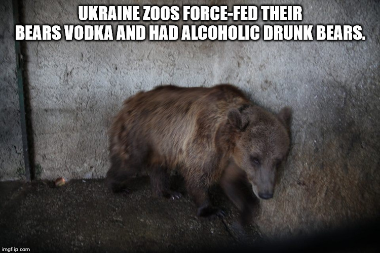 Ukraine Zoos ForceFed Their Bears Vodka And Had Alcoholic Drunk Bears. imgflip.com