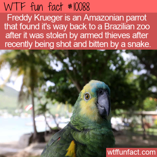 freddy krueger parrot - Wtf fun fact Freddy Krueger is an Amazonian parrot that found it's way back to a Brazilian Zoo after it was stolen by armed thieves after recently being shot and bitten by a snake. wtffunfact.com