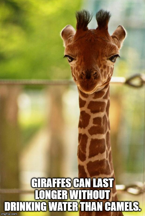 baby giraffe is not amused - Giraffes Can Last Longer Without Drinking Water Than Camels. imgflip.com