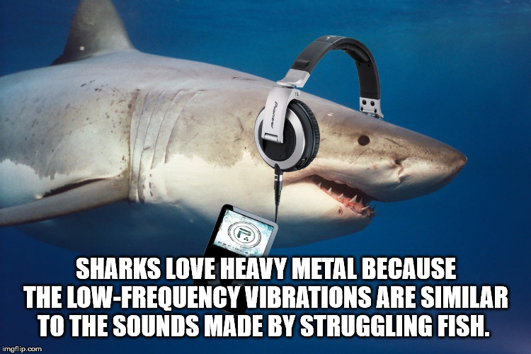 Sharks Love Heavy Metal Because The Low Frequency Vibrations Are Similar To The Sounds Made By Struggling Fish. imgflip.com