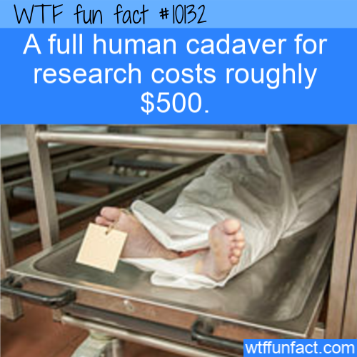 Wtf fun fact A full human cadaver for research costs roughly $500. wtffunfact.com