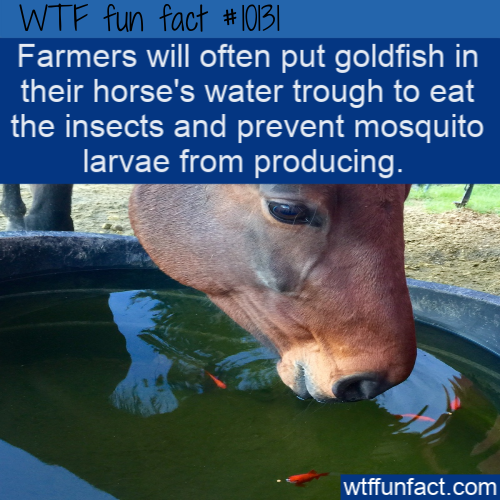 make a difference quotes - Wtf fun fact Farmers will often put goldfish in their horse's water trough to eat the insects and prevent mosquito larvae from producing. wtffunfact.com