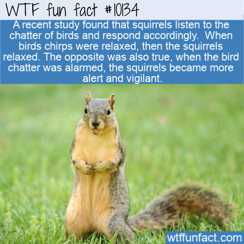 photo caption - Wtf fun fact A recent study found that squirrels listen to the chatter of birds and respond accordingly. When birds chirps were relaxed, then the squirrels relaxed. The opposite was also true, when the bird, chatter was alarmed, the squirr