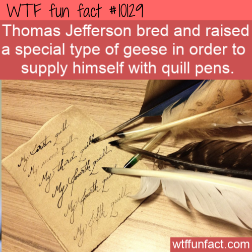 beauty blog - Wtf fun fact Thomas Jefferson bred and raised a special type of geese in order to supply himself with quill pens. wtffunfact.com