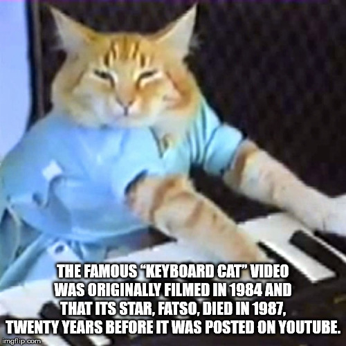 katt som spiller piano - The Famous Keyboard Cat
