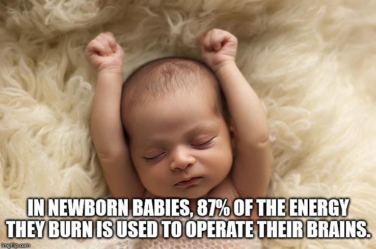 infant - In Newborn Babies, 87% Of The Energy They Burn Is Used To Operate Their Brains. imgflip.com
