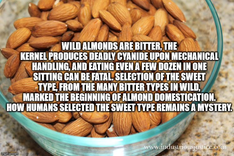 professor oak meme - Wild Almonds Are Bitter, The Kernel Produces Deadly Cyanide Upon Mechanical Handling, And Eating Even A Few Dozen In One Sitting Can Be Fatal. Selection Of The Sweet Type From The Many Bitter Types In Wild. Marked The Beginning Of Alm