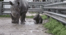 animal rhino baby gif