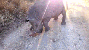 animal gif baby rhino