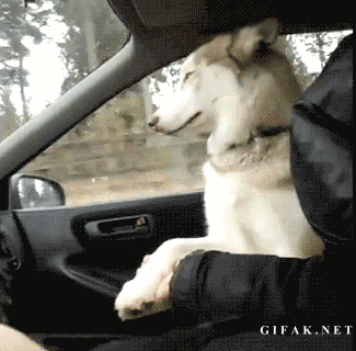 animal puppy in car gif - Gifak.Net