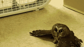 animal owl chilling gif