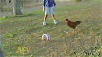 animal chicken soccer gif - laubloca.net