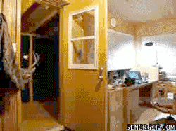 animal whitetail deer in house - Senorgif.Com