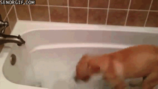 animal dog bath gif - Enorgif.Com