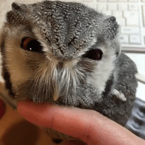 animal owl pellets gif