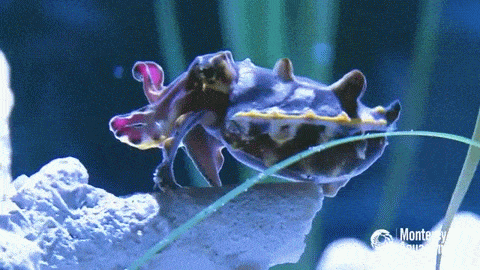animal cuttlefish aquarium
