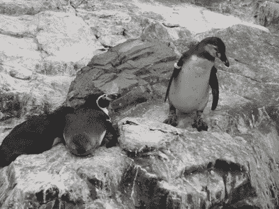 animal penguin pushing other penguin
