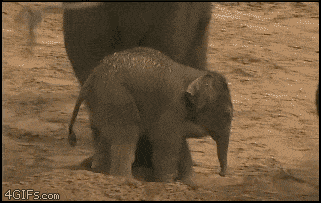 animal funny elephant gif - 4GIFs.com
