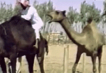 animal gifs camel