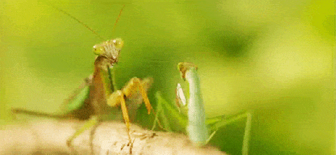 animal praying mantis gif
