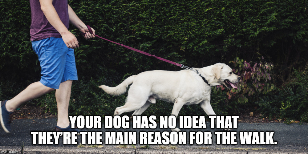 holding dog lead - Your Dog Has No Idea That They'Re The Main Reason For The Walk. imgflip.com