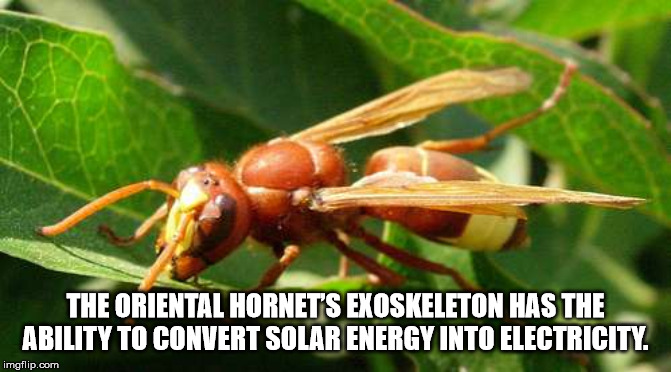 hornet - The Oriental Hornet'S Exoskeleton Has The Ability To Convert Solar Energy Into Electricity. imgflip.com