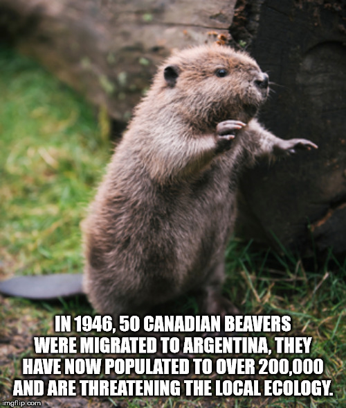 beaver animal - In 1946, 50 Canadian Beavers Were Migrated To Argentina, They Have Now Populated To Over 200.000 And Are Threatening The Local Ecology. imgflip.com