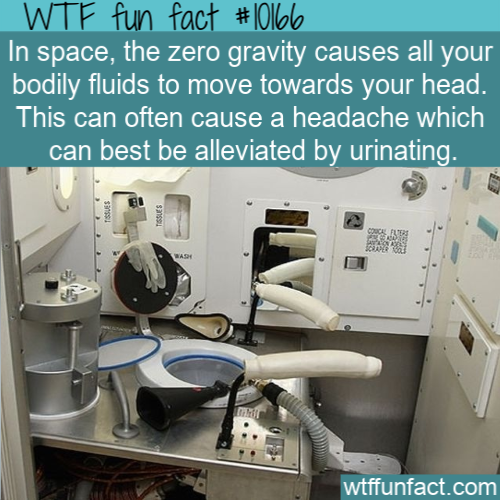 world's weirdest toilets - Wtf fun fact In space, the zero gravity causes all your bodily fluids to move towards your head. This can often cause a headache which can best be alleviated by urinating. whe wtffunfact.com