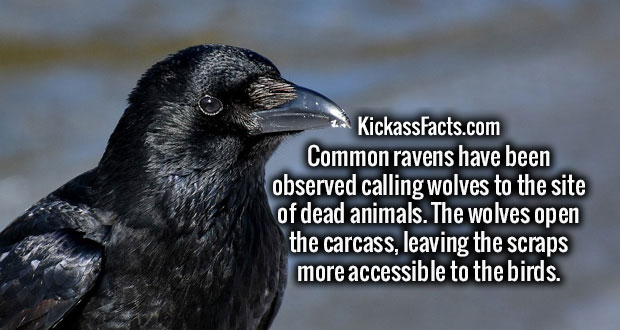 raven spirit animal - KickassFacts.com Common ravens have been observed calling wolves to the site of dead animals. The wolves open the carcass, leaving the scraps more accessible to the birds.