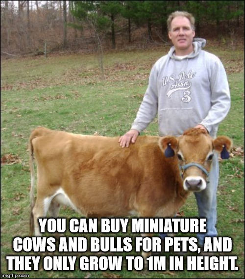 You Can Buy Miniature | Cows And Bulls For Pets, And They Only Grow To 1MIN Height imgflip.com