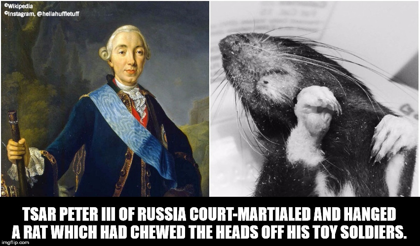 photo caption - Wikipedia Instagram, Tsar Peter Iii Of Russia CourtMartialed And Hanged A Rat Which Had Chewed The Heads Off His Toy Soldiers. imgflip.com