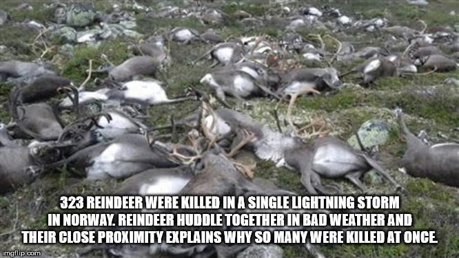 iceland lightning - 323 Reindeer Were Killed In A Single Lightning Storm In Norway, Reindeer Huddle Together In Bad Weather And Their Close Proximity Explains Why So Many Were Killed At Once. imgflip.com