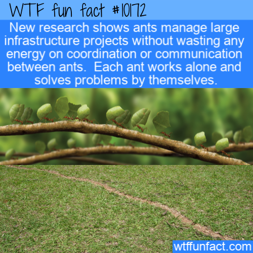 vegetation - Wtf fun fact New research shows ants manage large infrastructure projects without wasting any energy on coordination or communication between ants. Each ant works alone and solves problems by themselves. wtffunfact.com