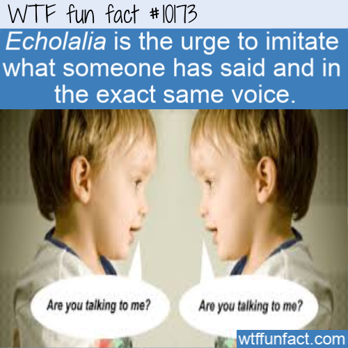 child - Wtf fun fact Echolalia is the urge to imitate what someone has said and in the exact same voice. Are you talking to me? Are you talking to mo? wtffunfact.com