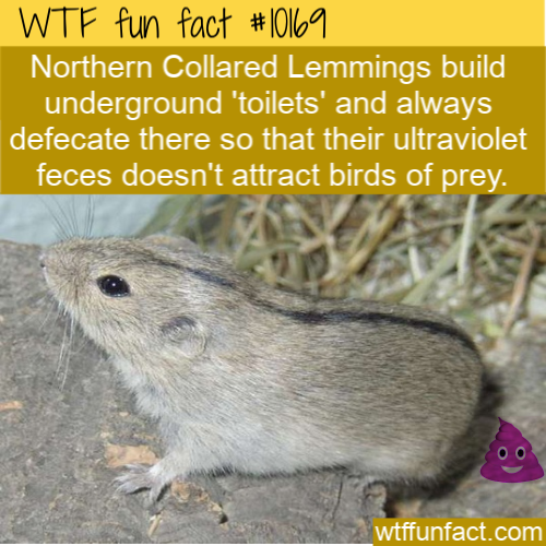 wtf fun facts - Wtf fun fact Northern Collared Lemmings build underground 'toilets' and always defecate there so that their ultraviolet feces doesn't attract birds of prey. wtffunfact.com