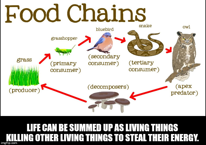 food chain example - Food Chains snake owl bluebird grasshopper grass secondary consumer primary consumer tertiary consumer producer decomposers apex predator Life Can Be Summed Up As Living Things Killing Other Living Things To Steal Their Energy. imgfli