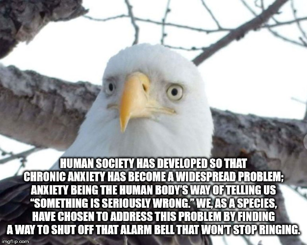 kanye west taylor swift - Human Society Has Developed So That Chronic Anxiety Has Become A Widespread Problem Anxiety Being The Human Body'S Way Of Telling Us "Something Is Seriously Wrong." We, As A Species, Have Chosen To Address This Problem By Finding