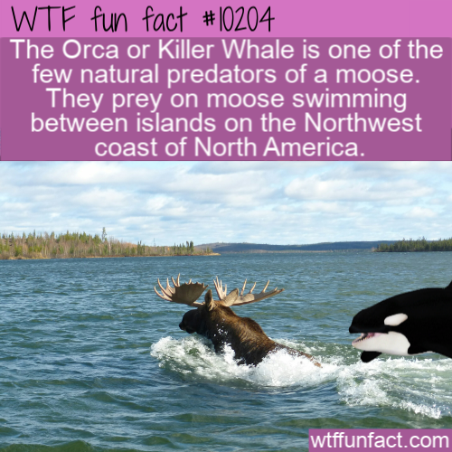 water resources - Wtf fun fact The Orca or Killer Whale is one of the few natural predators of a moose. They prey on moose swimming between islands on the Northwest coast of North America. The Tl wtffunfact.com