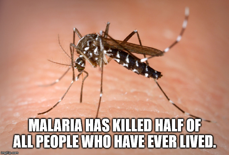 dengue mosquito - Malaria Has Killed Half Of All People Who Have Ever Lived. imgflip.com