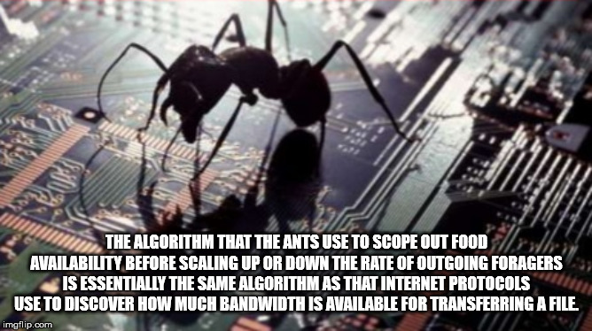 photo caption - The Algorithm That The Ants Use To Scope Out Food Availability Before Scaling Up Or Down The Rate Of Outgoing Foragers Is Essentially The Same Algorithm As That Internet Protocols Use To Discover How Much Bandwidth Is Available For Transfe