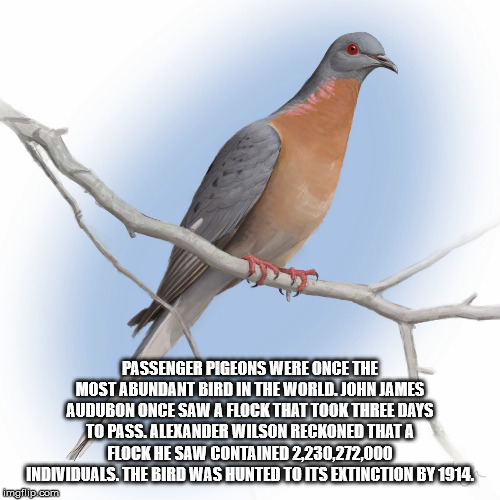 beak - Passenger Pigeons Were Once The Most Abundant Bird In The World. John James Audubon Once Saw A Flock That Took Three Days To Pass. Alexander Wilson Reckoned That A Flock He Saw Contained 2,230,272,000 Individuals. The Bird Was Hunted To Its Extinct