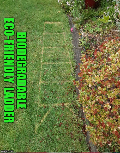 grass - Biodegradable EcoFriendly Ladder imgflip.com