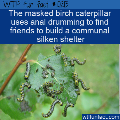 Caterpillar - Wtf fun fact The masked birch caterpillar uses anal drumming to find friends to build a communal silken shelter wtffunfact.com