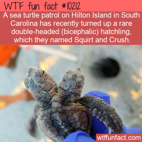 two headed turtle south carolina - Wtf fun fact A sea turtle patrol on Hilton Island in South Carolina has recently turned up a rare doubleheaded bicephalic hatchling, which they named Squirt and Crush. wtffunfact.com