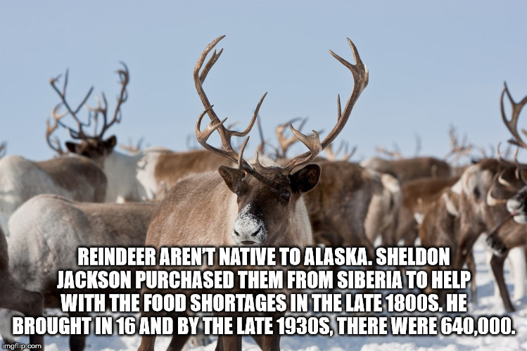 caribou arctic - Reindeer Arent Native To Alaska. Sheldon Jackson Purchased Them From Siberia To Help With The Food Shortages In The Late 1800S. He Brought In 16 And By The Late 1930S, There Were 640,000. imgflip.com