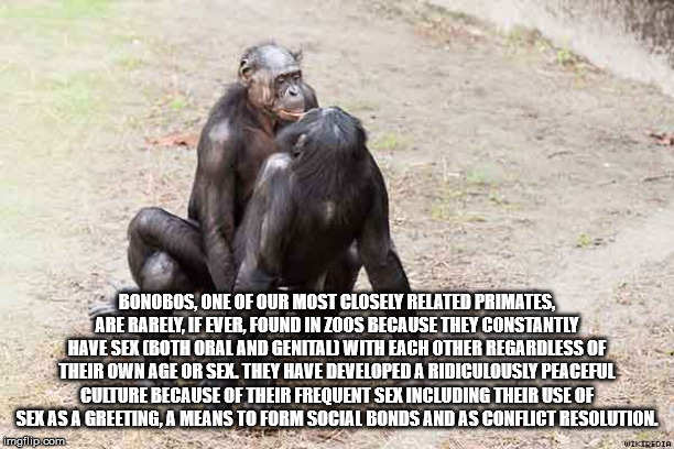 monkey sex - Bonobos, One Of Our Most Closely Related Primates, Are Rarely, If Ever, Found In Zoos Because They Constantly Have Sex Both Oral And Genital With Each Other Regardless Of Their Own Age Or Sex. They Have Developed A Ridiculously Peaceful Cultu