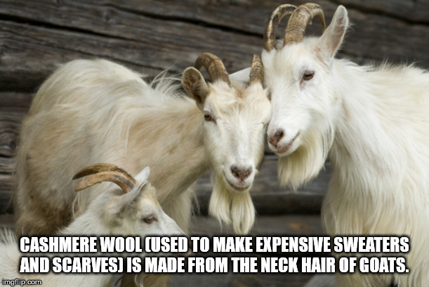 cachemire animal - Cashmere Wool Used To Make Expensive Sweaters And Scarves Is Made From The Neck Hair Of Goats. imgflip.com